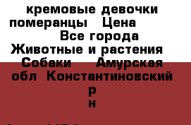 кремовые девочки померанцы › Цена ­ 30 000 - Все города Животные и растения » Собаки   . Амурская обл.,Константиновский р-н